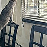 Marlo joined the competition — help win amazing prizes! cat, gray_cat, animal, pet, sitting, perched, chair, furniture, window, window_blinds, indoors, home, interior, sunlight, watching, back_view, short_hair, whiskers, tile_floor, daylight