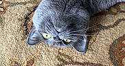 Marlo is registered to the contest to win money with this photo: cat, gray_cat, fluffy, furry, yellow_eyes, pet, animal, upside_down, lying_down, relaxed, playful, funny_pose, whiskers, paws, carpet, patterned_carpet, indoor, closeup, portrait, adorable