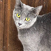 Marlo joined the competition — help win amazing prizes! cat, gray_cat, animal, pet, feline, yellow_eyes, green_eyes, close_up, portrait, fur, whiskers, ears, wooden_background, wood_texture, indoors, sitting, alert, looking_at_camera, snow, dramatic_lighting