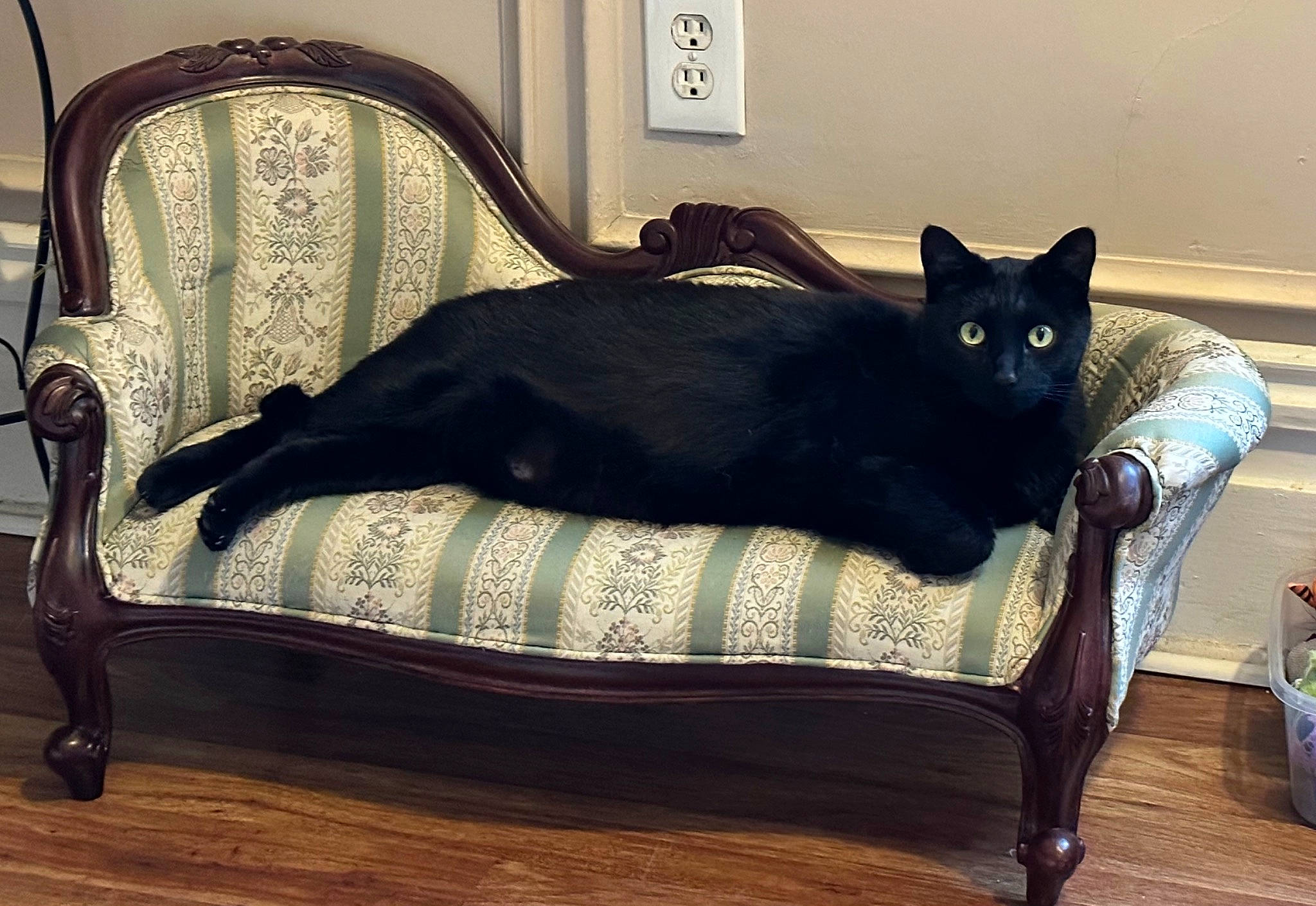 Binks joined the competition — help win amazing prizes! black_cat, bombay, carnivore, cat, cat_supply, chair, comfort, couch, felidae, floor, flooring, furniture, hardwood, plant, small_to_medium_sized_cats, studio_couch, tail, whiskers, window, wood
