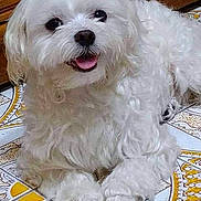 Bailey joined the competition — help win amazing prizes! dog, white_dog, fluffy, pet, indoor, floor, tile_floor, happy, smiling, cute, small_dog, animal, fur, paw, lying_down, looking_up, domestic_animal, companion, friendly, canine