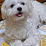 dog, white_dog, fluffy, pet, indoor, floor, tile_floor, happy, smiling, cute, small_dog, animal, fur, paw, lying_down, looking_up, domestic_animal, companion, friendly, canine