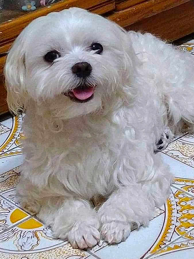 Bailey