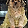 dog, small_dog, fluffy, yellow_dress, pet, indoor, kitchen, countertop, fur, cute, animal, portrait, sitting, looking, adorable, domestic_animal, clothing, front_view, close_up, face