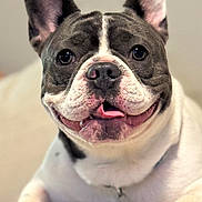 Coco joined the competition — help win amazing prizes! dog, french_bulldog, pet, animal, close_up, smiling, tongue_out, ears_up, cute, indoor, couch, fur, paw, collar, face, portrait, resting, happy, domestic_animal, friendly