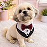 adorable, animal, bokeh, bow_tie, cozy, cute, decor, dog, flowers, fluffy, fur, indoor, light, pet, portrait, rug, sitting, small_dog, tuxedo, white_rug