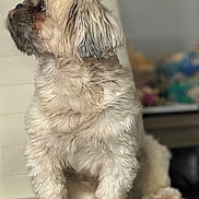 Machy is registered to the contest to win money with this photo: dog, fluffy, pet, indoor, cushion, white, fur, sitting, looking_left, animal, companion, cute, small_dog, furry, domestic, portrait, side_view, soft_light, blurred_background, cozy