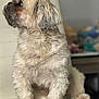 dog, fluffy, pet, indoor, cushion, white, fur, sitting, looking_left, animal, companion, cute, small_dog, furry, domestic, portrait, side_view, soft_light, blurred_background, cozy