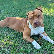 Milo is registered to the contest to win money with this photo: dog, brown_dog, white_paws, grass, outdoor, pet, animal, lawn, stick, relaxed, curious, canine, muzzle, ears, fur, playing, summer, daylight, nature, lying_down