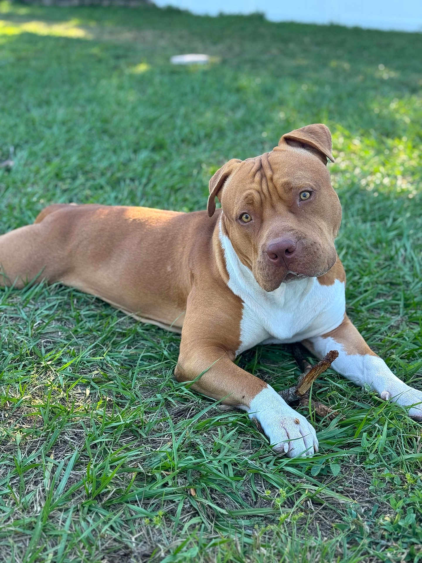 Milo