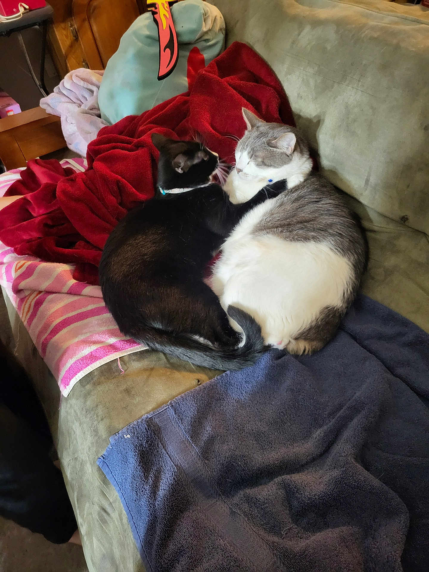 Oreo And Bubba