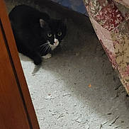 Oreo And Bubba joined the competition — help win amazing prizes! cat, black_and_white, pet, indoor, floor, quilt, bed, furniture, animal, curious, cautious, whiskers, flooring, carpet, resting, hidden, home, domestic, quiet, shadow