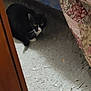 cat, black_and_white, pet, indoor, floor, quilt, bed, furniture, animal, curious, cautious, whiskers, flooring, carpet, resting, hidden, home, domestic, quiet, shadow
