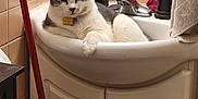 Oreo And Bubba joined the competition — help win amazing prizes! cat, bathroom, sink, toothbrush, soap_dispenser, towel, tile_wall, cabinet, faucet, pet, relaxed, indoor, animal, domestic_cat, gray_and_white, mop, bathroom_accessories, resting, household, cleaning_tool