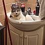 cat, bathroom, sink, toothbrush, soap_dispenser, towel, tile_wall, cabinet, faucet, pet, relaxed, indoor, animal, domestic_cat, gray_and_white, mop, bathroom_accessories, resting, household, cleaning_tool