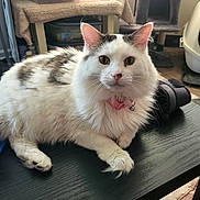 Skittles is registered to the contest to win money with this photo: cat, white_cat, fluffy, collar, pet, indoor, table, fur, domestic_animal, resting, pink_collar, eye_contact, whiskers, paw, cat_tree, litter_box, home, furniture, relaxed, animal