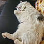 Skittles joined the competition — help win amazing prizes! cat, fluffy, white_cat, relaxed, sleeping, indoor, pet, fur, leather, sofa, blanket, sunflower_pattern, pink, paw, whiskers, animal, cozy, domestic, cute, resting
