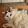 Skittles joined the competition — help win amazing prizes! cat, fluffy, white, black_spots, lying_down, relaxed, indoor, floor, tiles, pet, animal, cute, feline, whiskers, ears, paws, fur, looking, closeup, domestic