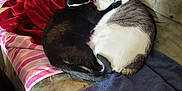 Skittles is registered to the contest to win money with this photo: cat, cats, black_cat, gray_cat, couch, blanket, towel, indoor, pet, animal, snuggling, cozy, fur, collar, feline, resting, cute, domestic_animal, companionship, home