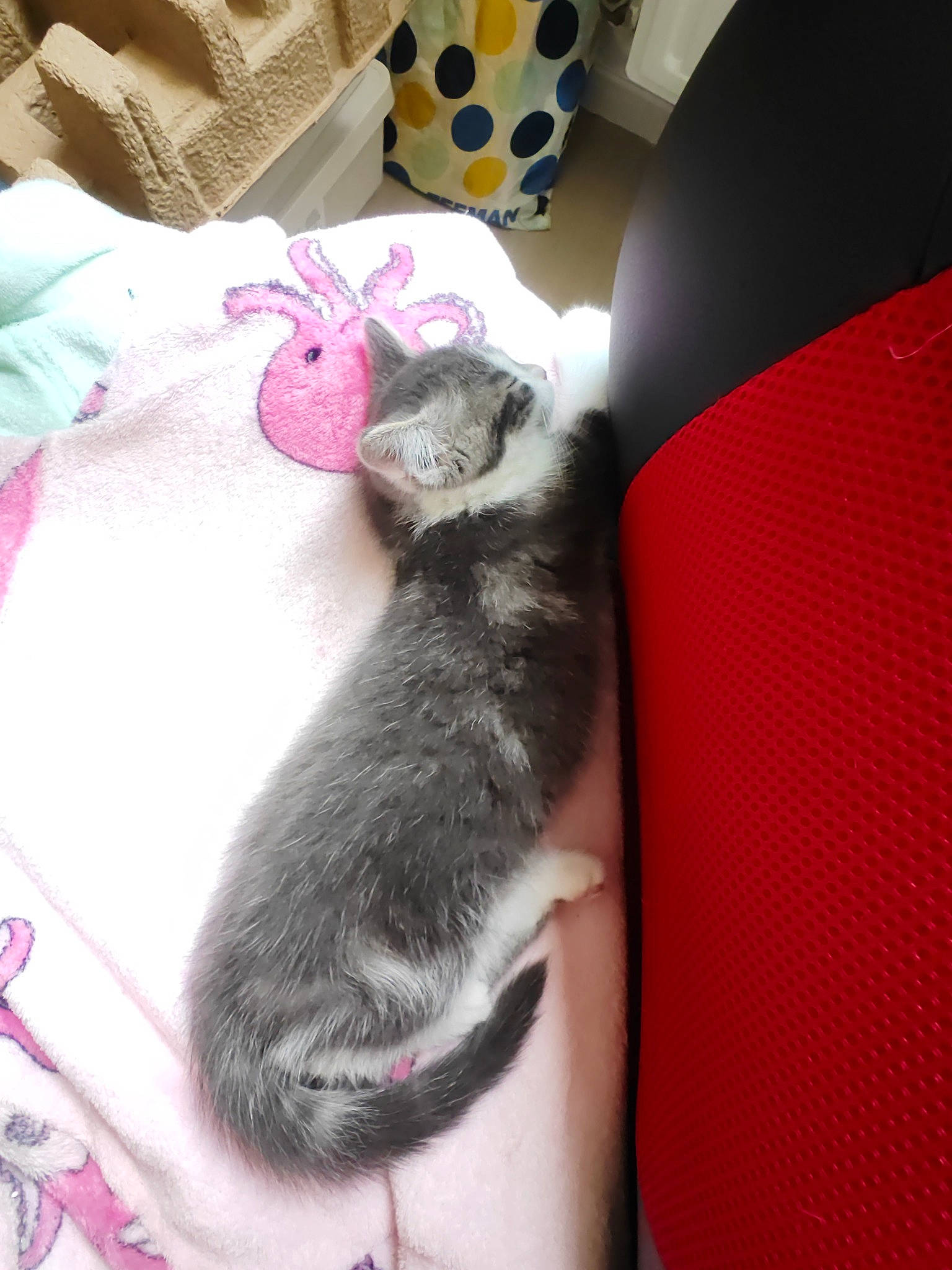 Casper a rejoint le concours — aidez-le/la à gagner de superbes lots ! carnivore, comfort, domestic_short_haired_cat, fawn, felidae, foot, fur, human_leg, linens, magenta, nap, paw, room, small_to_medium_sized_cats, tail, whiskers