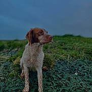 Toby participe au concours pour gagner de l'argent avec cette photo : animal, brown_and_white, camouflage_netting, dog, ears, field, fur, grass, looking_away, moody, muddy, nature, outdoor, paws, pet, side_view, sitting, sky, snout, wet