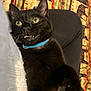 black_cat, cat, pet, animal, indoor, collar, yellow_eyes, feline, closeup, resting, curious, mischievous, paw, whiskers, soft_fur, patterned_background, textile, fabric, domestic_animal, cute