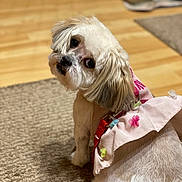 Belle joined the competition — help win amazing prizes! dog, small_dog, fluffy, pet, cute, pink_dress, pom_poms, carpet, indoor, looking_back, adorable, fur, tail, animal, companion, domestic, floor, eyes, cute_pet, outfit