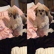 Belle is registered to the contest to win money with this photo: animal, bed, blanket, companion, cozy, curious, cute, dog, domestic, double_exposure, fluffy, fur, furniture, indoor, pet, pink_pillow, resting, sleeping_area, small_dog, two_images