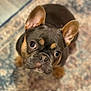 dog, puppy, french_bulldog, pet, indoor, carpet, curious, ears, brown, black, cute, animal, looking_up, small_dog, companion, adorable, fur, face, domestic_animal, portrait