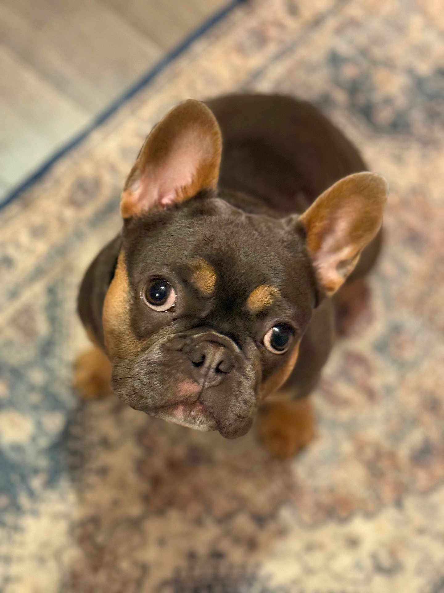 Suqi is registered to the contest to win money with this photo: dog, puppy, french_bulldog, pet, indoor, carpet, curious, ears, brown, black, cute, animal, looking_up, small_dog, companion, adorable, fur, face, domestic_animal, portrait