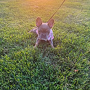 Suqi is registered to the contest to win money with this photo: animal, canine, cute, dog, french_bulldog, grass, greenery, harness, leash, nature, outdoor, park, pet, portrait, puppy, small_dog, summer, sunlight, sunset, young_dog