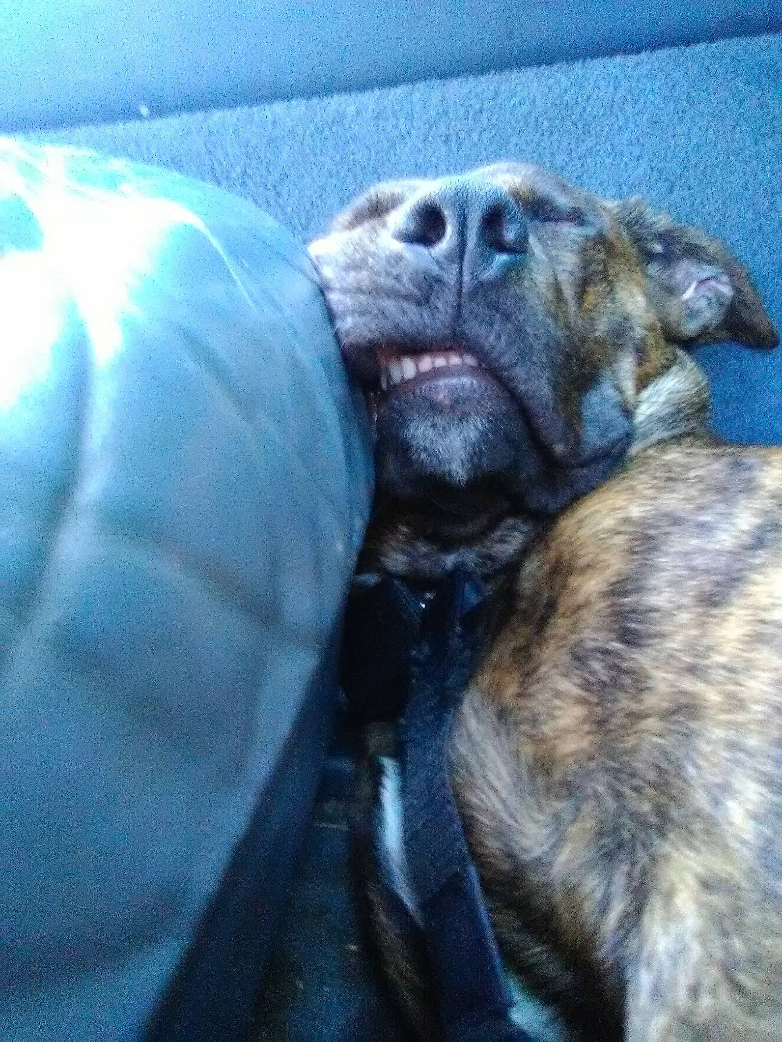 Neeko joined the competition — help win amazing prizes! canidae, carnivore, comfort, companion_dog, dog, dog_breed, electric_blue, fawn, fur, guard_dog, nap, non_sporting_group, paw, puppy, sporting_group, terrestrial_animal, whiskers, working_animal, working_dog, wrinkle