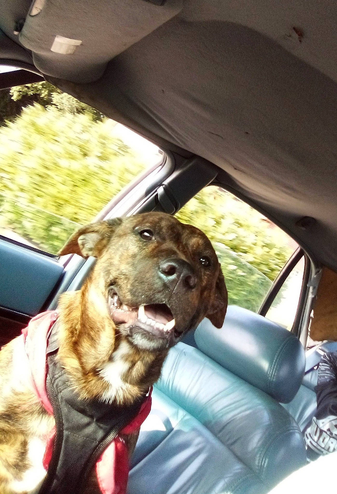 Neeko is registered to the contest to win money with this photo: auto_part, automotive_exterior, automotive_mirror, car, car_seat, car_seat_cover, carnivore, collar, companion_dog, dog, dog_breed, dog_collar, liver, motor_vehicle, plant, snout, steering_wheel, vehicle, vehicle_door, working_animal