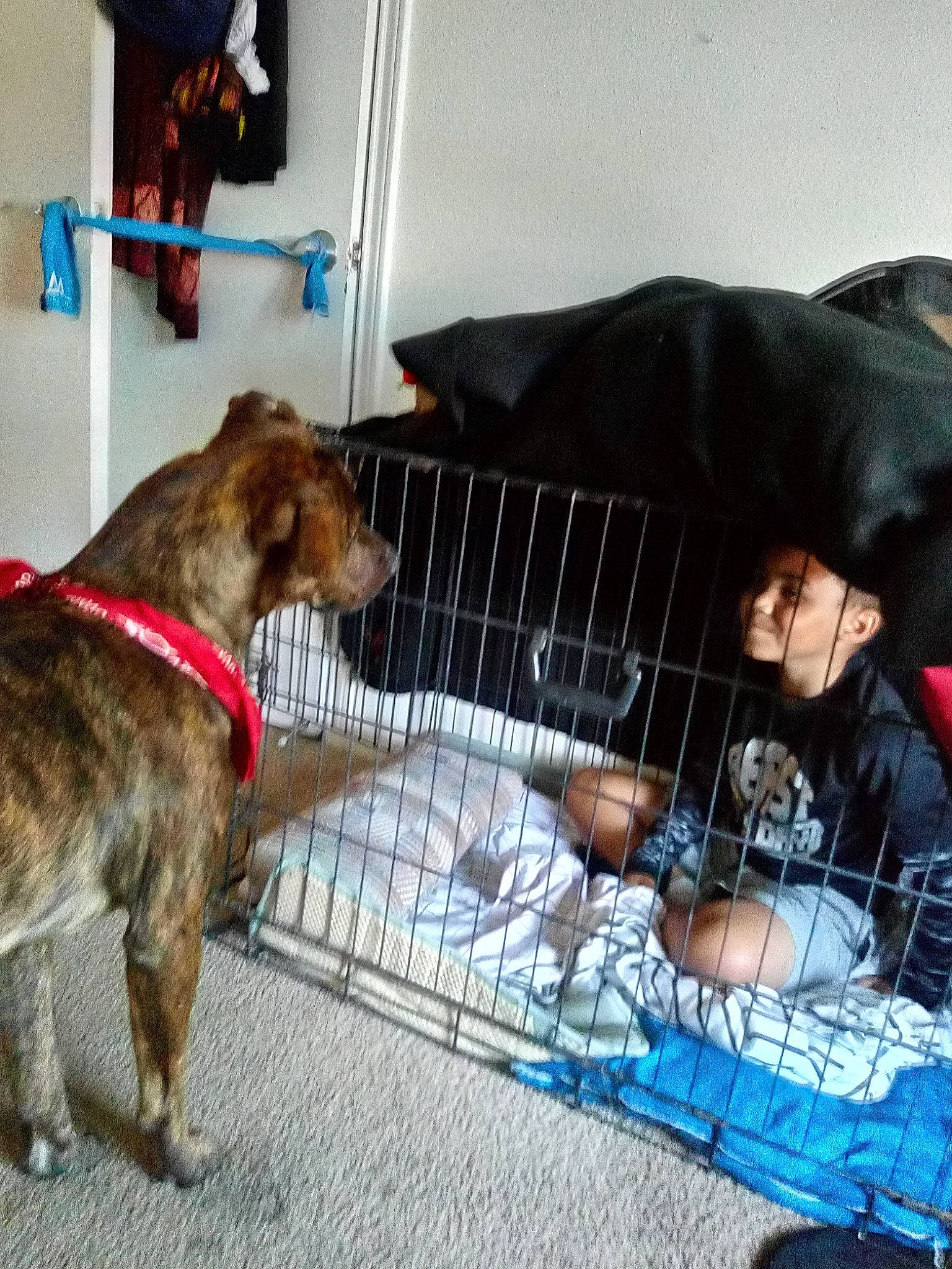 Neeko is registered to the contest to win money with this photo: animal_shelter, canidae, carnivore, collar, comfort, companion_dog, dog, dog_breed, dog_collar, dog_crate, dog_supply, fawn, fur, leash, pet_supply, snout, sporting_group, street_dog, tail, working_animal