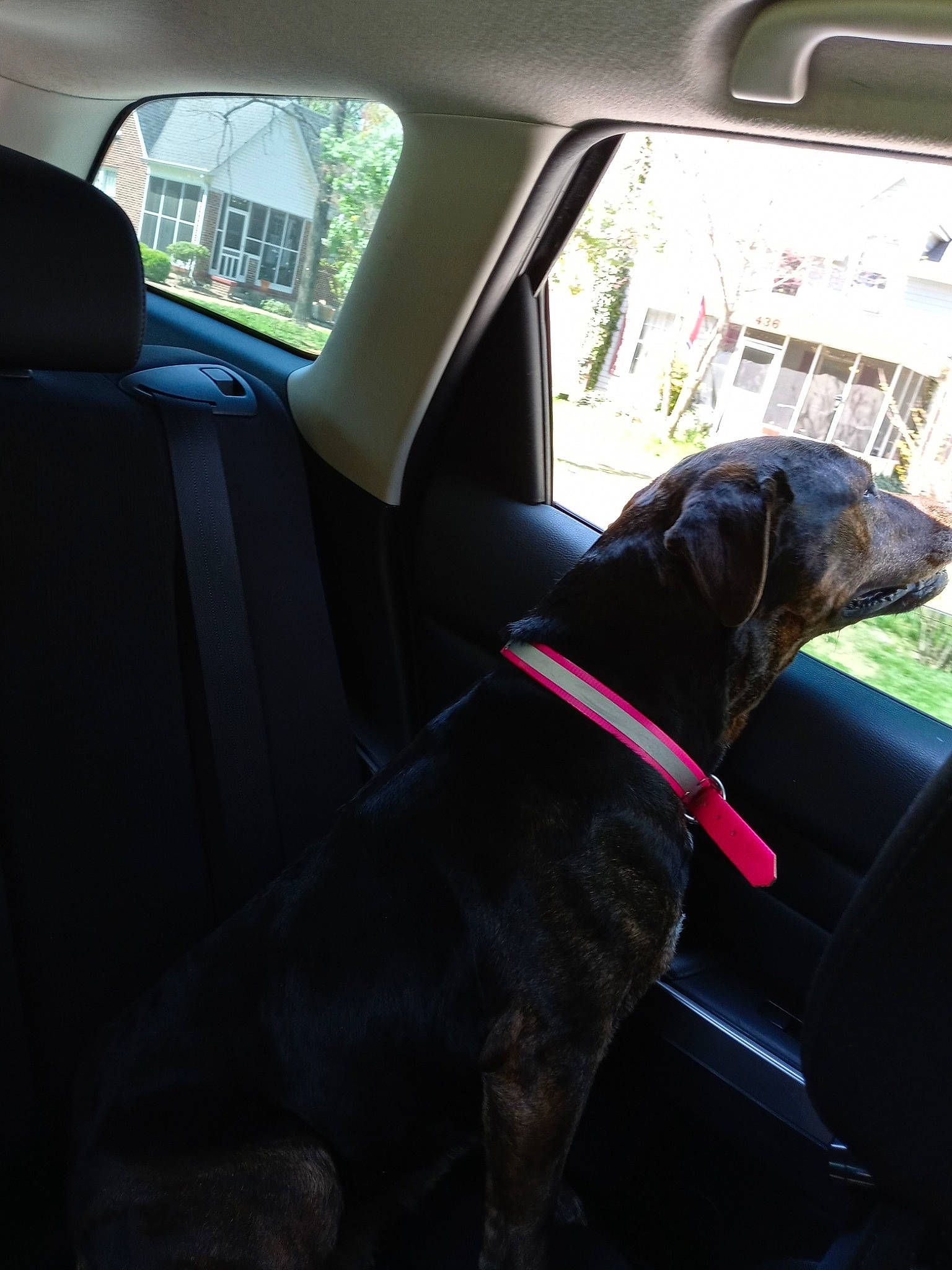 Brandy joined the competition — help win amazing prizes! auto_part, automotive_exterior, automotive_window_part, car, car_seat, car_seat_cover, carnivore, companion_dog, dog, dog_breed, door, fawn, motor_vehicle, plant, snout, tints_and_shades, vehicle, vehicle_door, window, working_animal