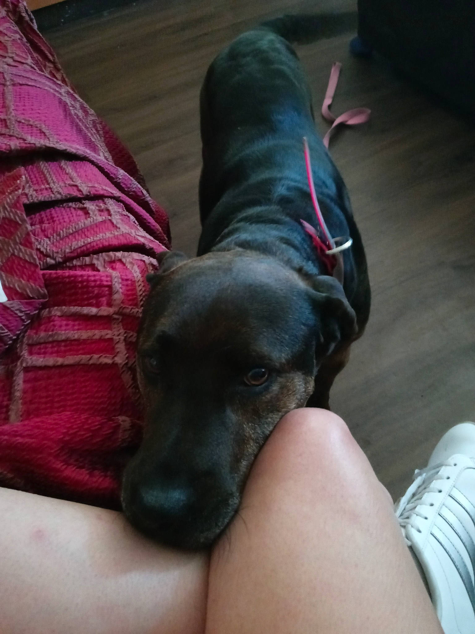 Brandy is registered to the contest to win money with this photo: canidae, carnivore, comfort, companion_dog, dog, dog_breed, fawn, flooring, foot, fur, gesture, human_leg, knee, liver, magenta, snout, sporting_group, thigh, working_animal, wrist