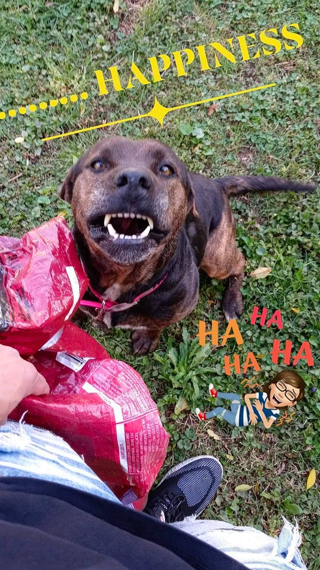 Brandy joined the competition — help win amazing prizes! canidae, carmine, carnivore, collar, companion_dog, dog, dog_breed, dog_collar, fang, grass, happy, hunting_dog, liver, plant, snout, soil, sporting_group, terrestrial_animal, working_animal