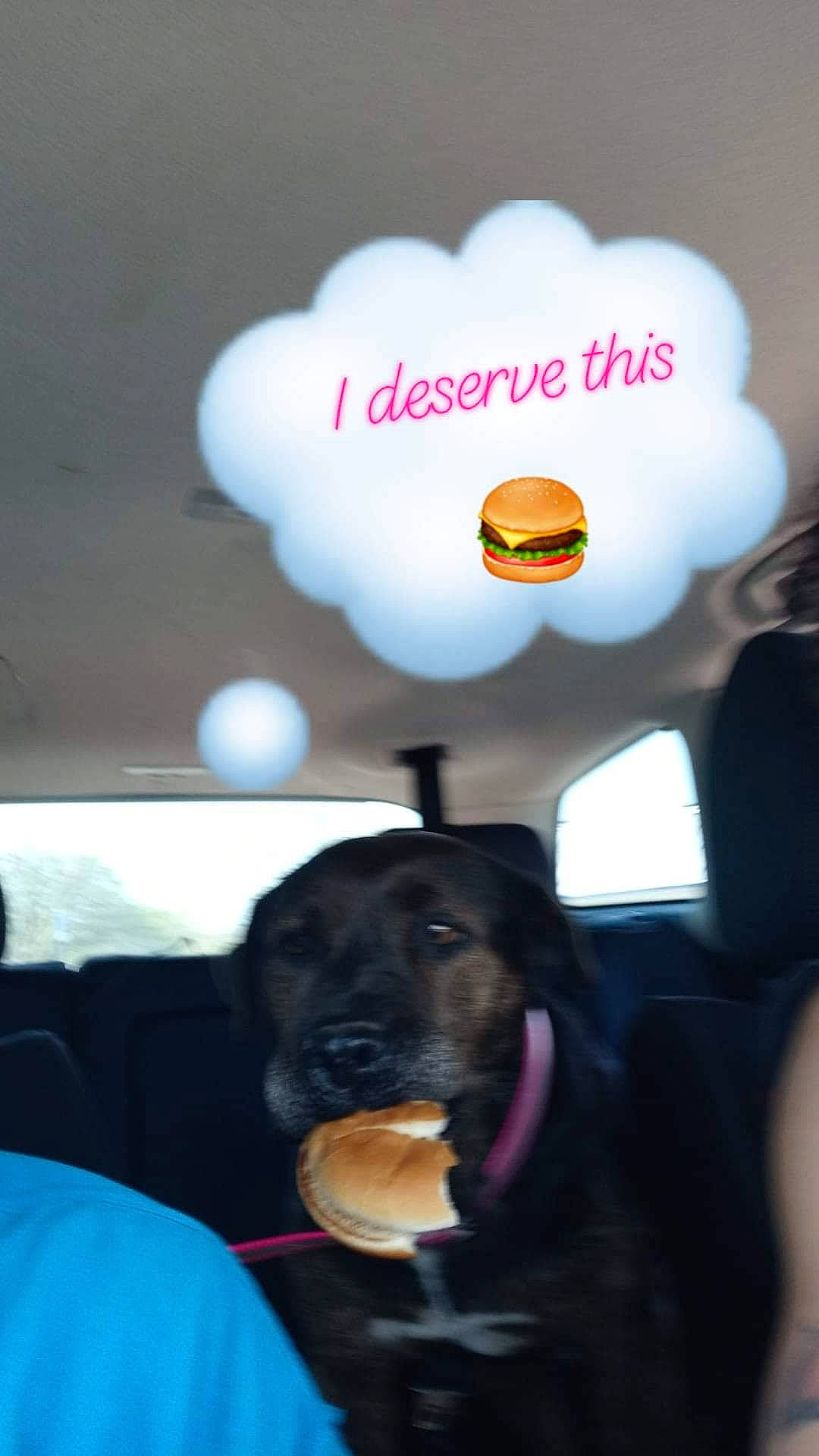 Brandy is registered to the contest to win money with this photo: balloon, canidae, carnivore, companion_dog, dog, dog_breed, ear, event, fun, fur, gesture, guard_dog, happy, heart, light, love, magenta, sky, sporting_group, working_dog