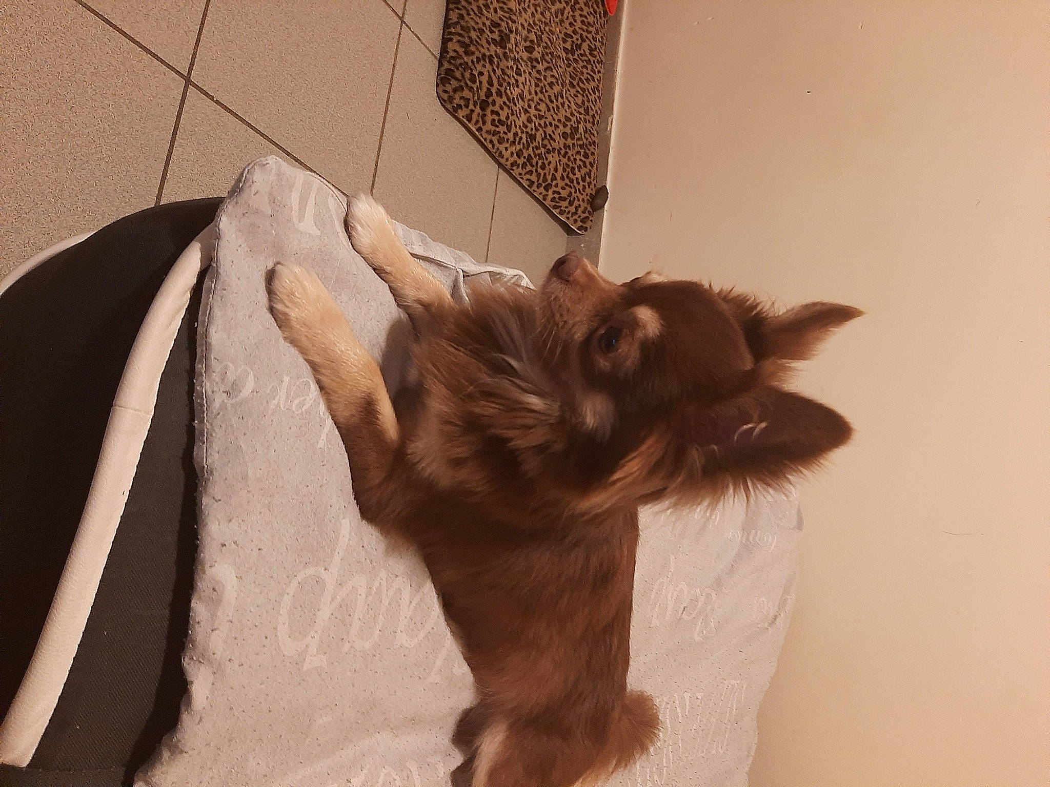 Kusho a rejoint le concours — aidez-le/la à gagner de superbes lots ! brown, carnivore, cat, dog_breed, fawn, felidae, fur, liver, paw, small_to_medium_sized_cats, snout, tail, whiskers, working_animal