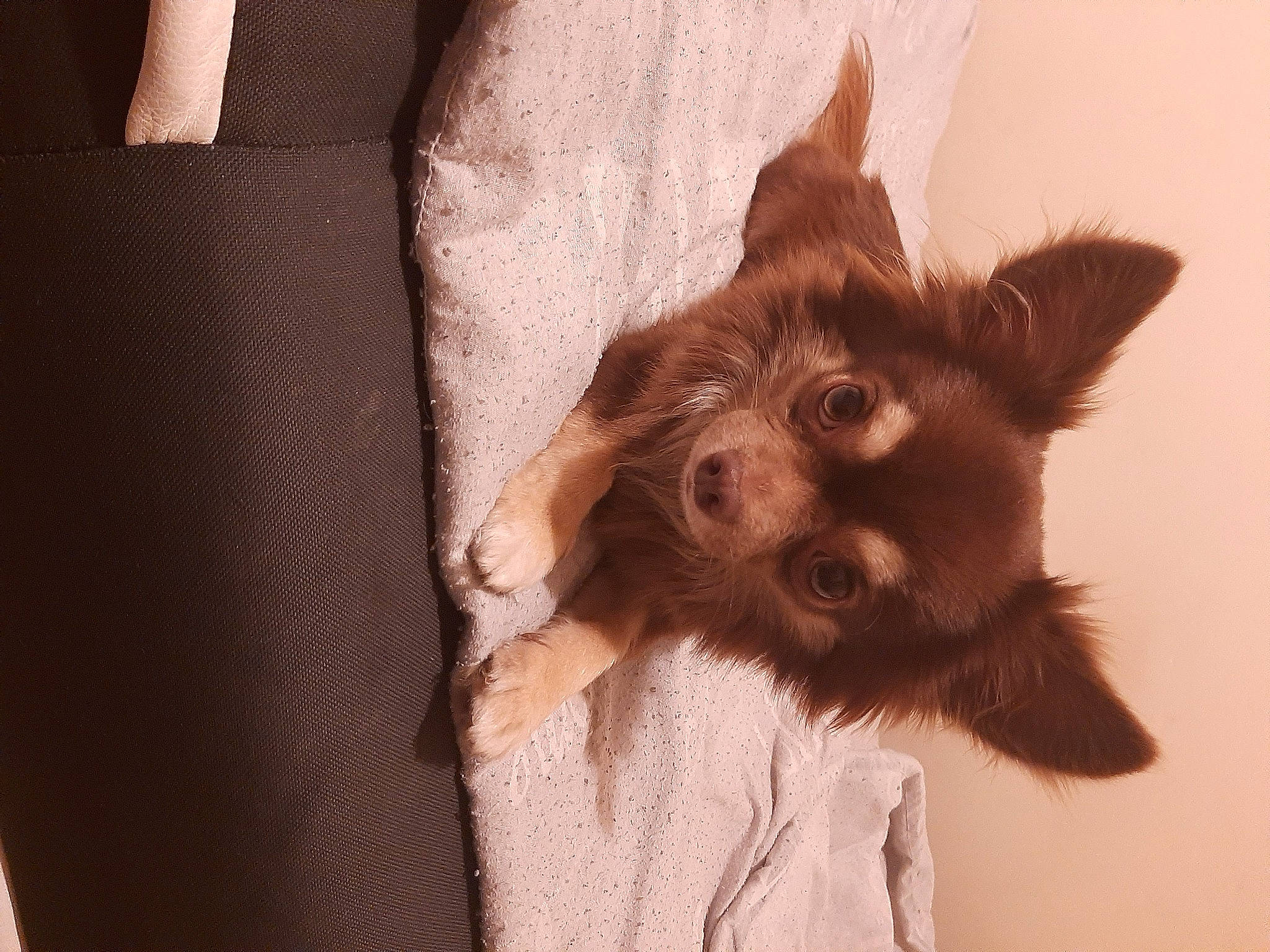 Kusho a rejoint le concours — aidez-le/la à gagner de superbes lots ! brown, canidae, cardboard, carnivore, companion_dog, dog, dog_breed, fawn, fur, leather, liver, non_sporting_group, snout, sporting_group, tan, working_animal, working_dog