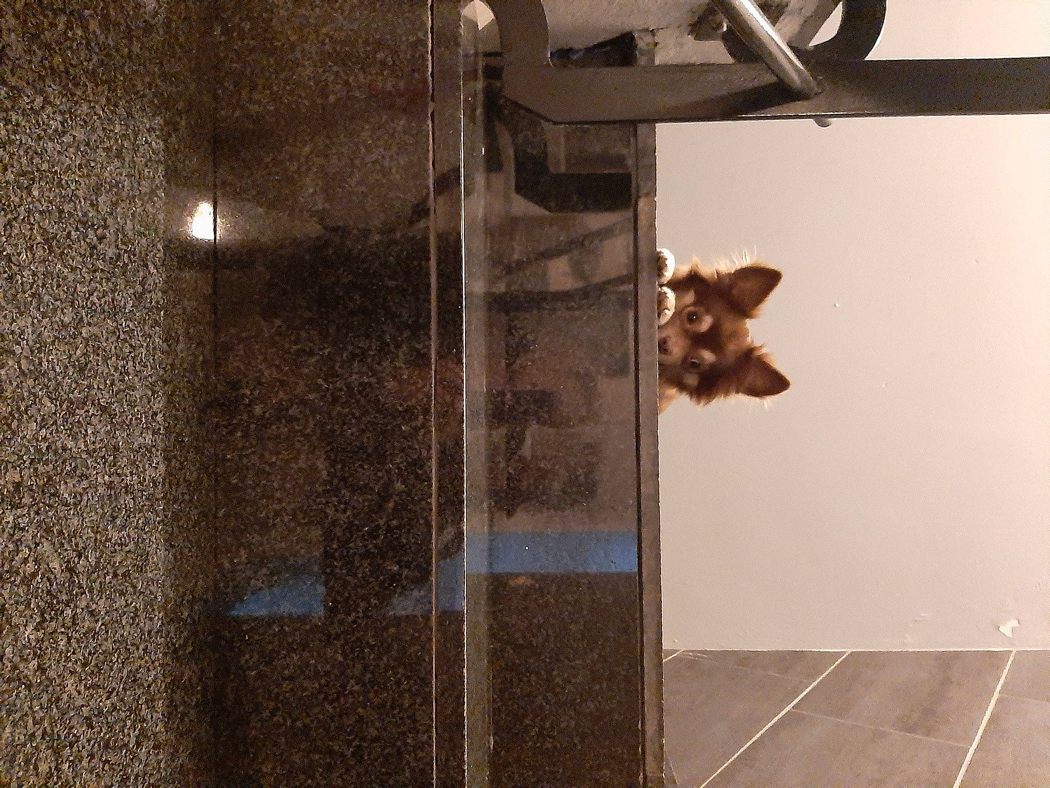 Kusho a rejoint le concours — aidez-le/la à gagner de superbes lots ! door_handle, floor, home_door, iron, light_fixture, metal, snout, tile, tile_flooring