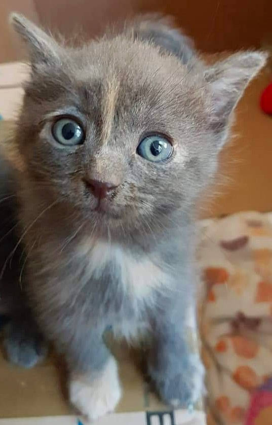 Nala a rejoint le concours — aidez-le/la à gagner de superbes lots ! asian, asian_semi_longhair, british_semi_longhair, carnivore, cat, domestic_long_haired_cat, domestic_short_haired_cat, european_shorthair, fawn, felidae, german_rex, kitten, mammal, ojos_azules, polydactyl_cat, ragamuffin, small_to_medium_sized_cats, snout, vertebrate, whiskers