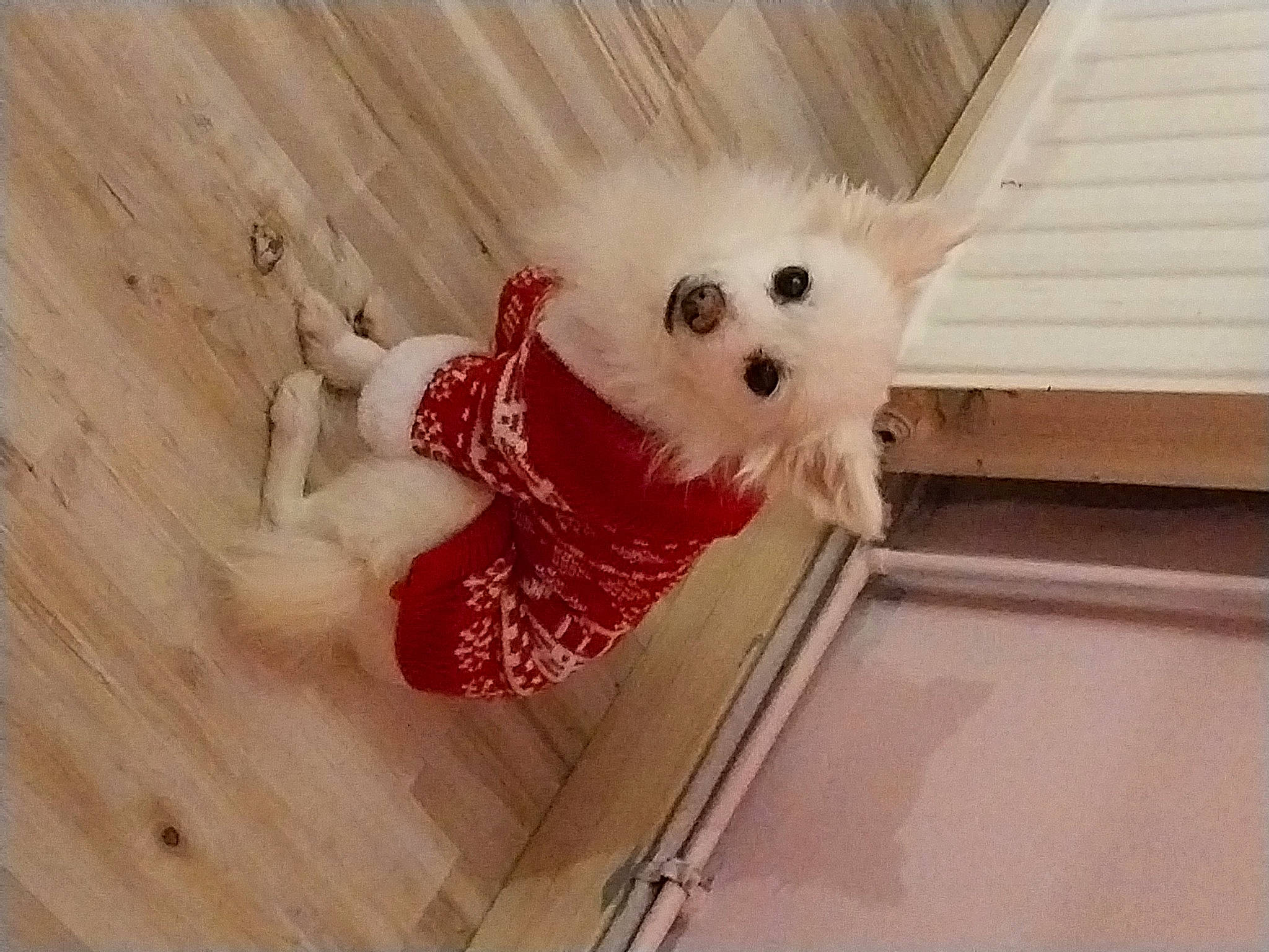 Tina a rejoint le concours — aidez-le/la à gagner de superbes lots ! carnivore, companion_dog, dog_breed, dress, fawn, felidae, fur, hardwood, plush, small_to_medium_sized_cats, snout, stuffed_toy, tail, teddy_bear, toy, tree, wheel, whiskers, wood, wool