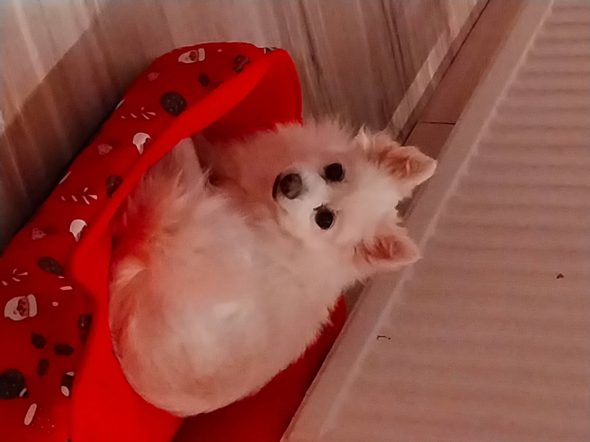 Tina participe au concours pour gagner de l'argent avec cette photo : canidae, carnivore, cat, comfort, companion_dog, dog_breed, fawn, felidae, fur, non_sporting_group, paw, small_to_medium_sized_cats, spitz, tail, volpino_italiano, whiskers, wood