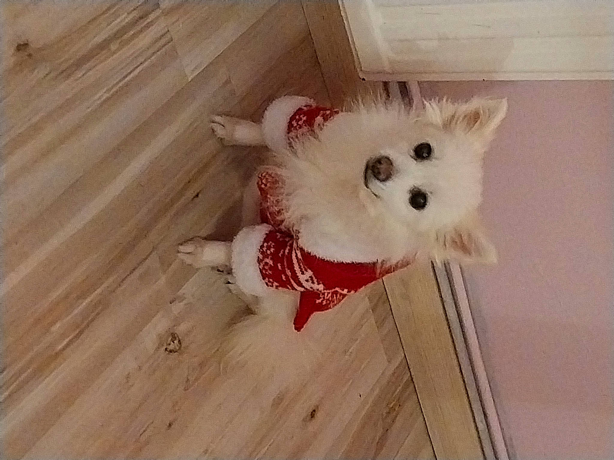 Tina a rejoint le concours — aidez-le/la à gagner de superbes lots ! canidae, carnivore, companion_dog, dog, dog_breed, eye, fawn, felidae, flooring, fur, hardwood, plank, snout, sporting_group, tail, toy_dog, whiskers, wood, wood_stain, working_animal