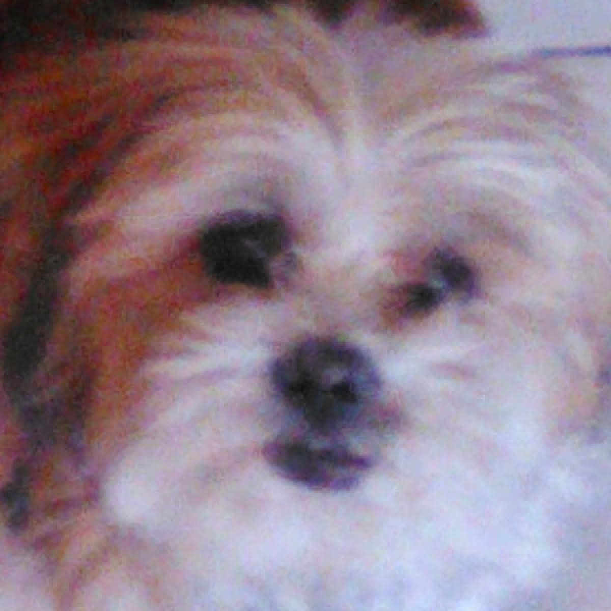 Charlie is registered to the contest to win money with this photo: adorable, animal, blurry, brown, canine, close_up, companion, cute, dog, domestic, face, fluffy, fur, furry, fuzzy, indoor, pet, portrait, soft, white