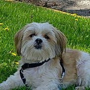 Charlie joined the competition — help win amazing prizes! animal, canine, cute, dandelion, dog, fluffy, grass, greenery, ground, harness, leash, mammal, nature, outdoor, park, pet, relaxing, small_dog, summer, sunlight