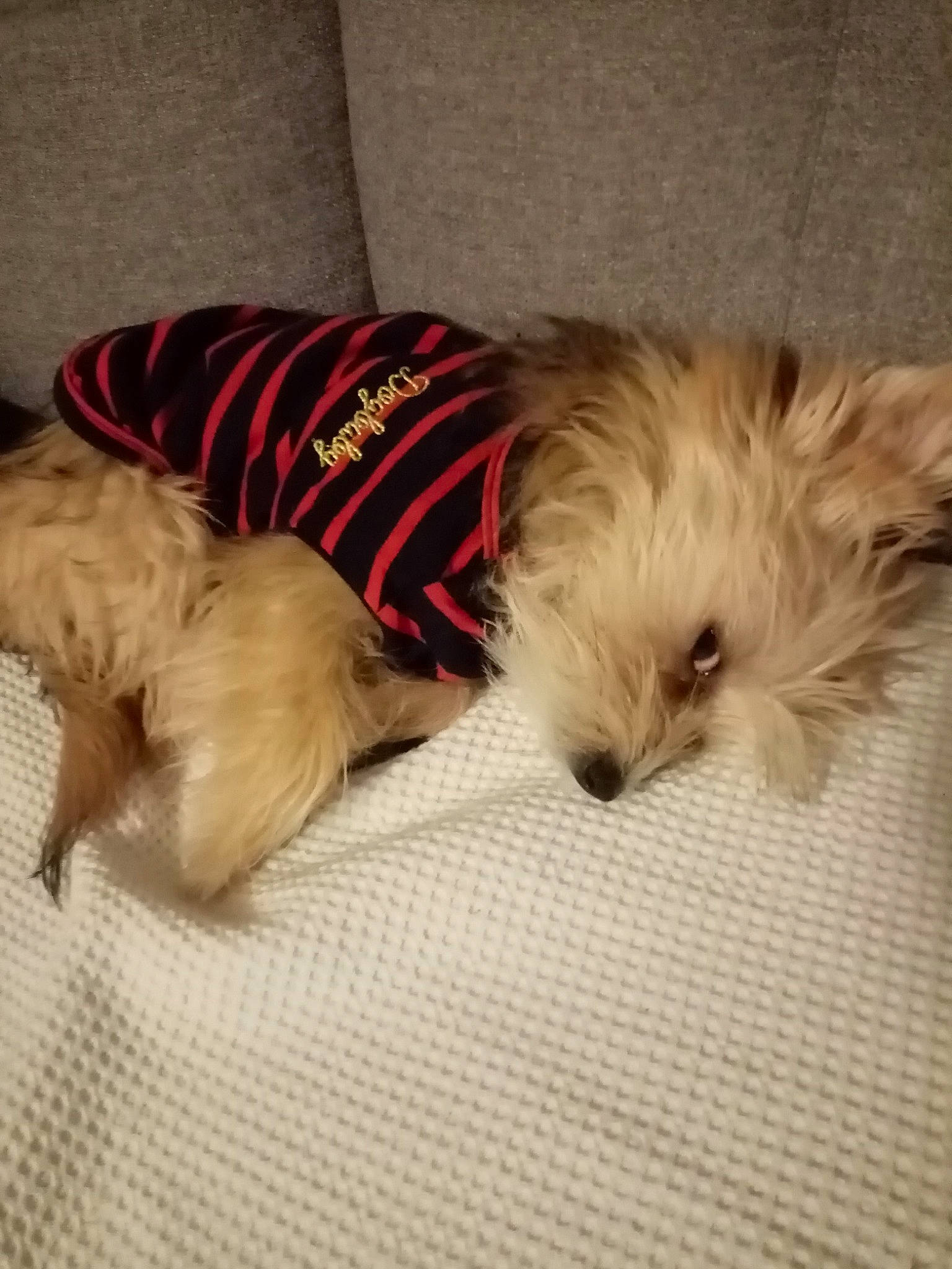 Soleil participe au concours pour gagner de l'argent avec cette photo : canidae, carnivore, comfort, companion_dog, dog, dog_breed, dog_clothes, dog_supply, fawn, flooring, fur, liver, pet_supply, small_terrier, snout, sporting_group, tail, terrier, toy_dog, working_animal