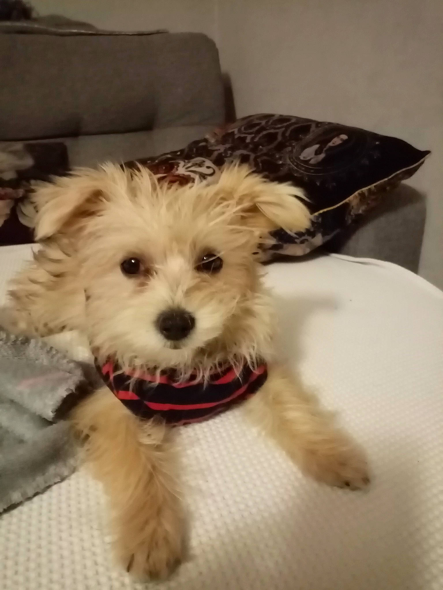 Soleil a rejoint le concours — aidez-le/la à gagner de superbes lots ! carnivore, collar, companion_dog, couch, dog, dog_breed, dog_clothes, dog_collar, dog_supply, fashion_accessory, fawn, fur, pet_supply, puppy_love, schnauzer, small_terrier, snout, terrier, toy_dog, working_animal