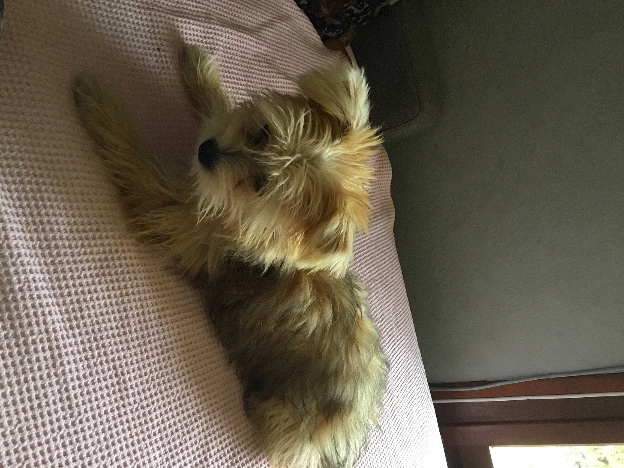 Soleil participe au concours pour gagner de l'argent avec cette photo : carnivore, claw, comfort, companion_dog, dog, dog_breed, fawn, felidae, flooring, fur, hardwood, liver, paw, small_to_medium_sized_cats, snout, tail, terrier, toy_dog, whiskers, wood